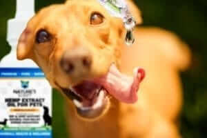 Dog licking cbd oil preview