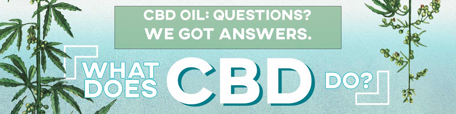 What Does CBD Do Banner